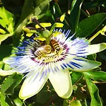 Kiteshomes Masainas