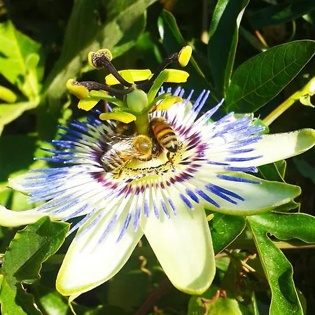 Kiteshomes Masainas