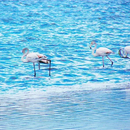 Kiteshomes Masainas