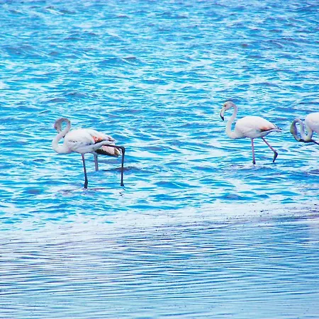 Kiteshomes Masainas
