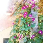 Apartment Kiteshomes